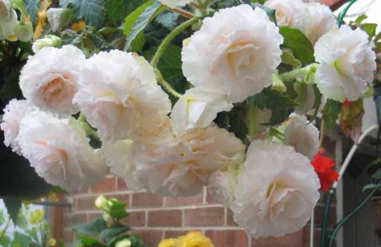 B. ‘Fair Lady’